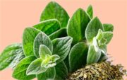 سرما خوردی و بی حالی؟ پونه کوهی دم کن