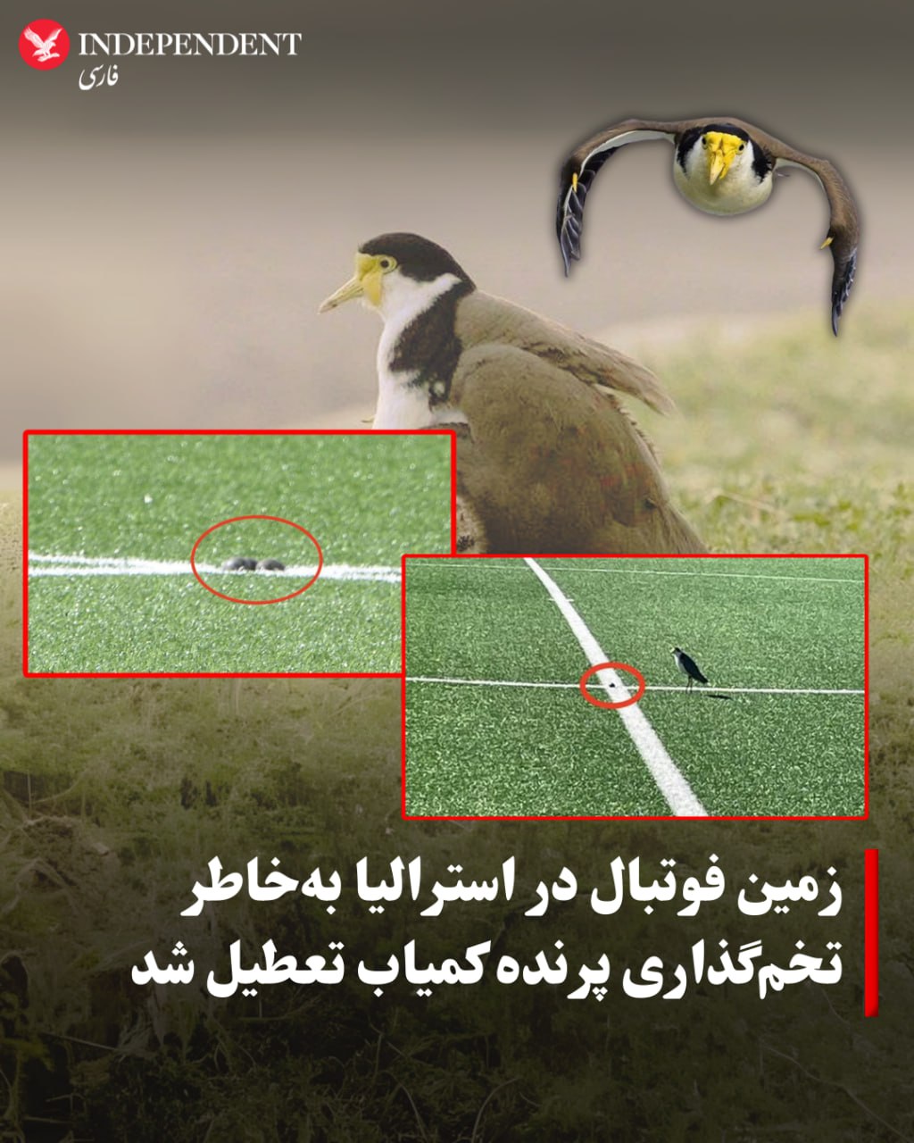 زمین فوتبال در استرالیا